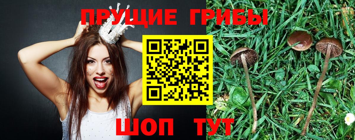 Псилоцибиновые грибы прущие грибы Корсаков